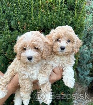 Maltipoo,Pudel,Maltezak