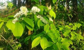 Prunus padus-májový strom - 1