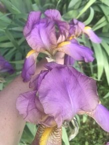 Iris/Kosatce fialové