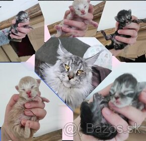 ❣️ MAINE COON Exkluzív MCO mačiatka , rezervácia