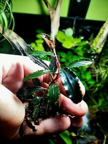 Predam Akvarijne rastliny - Bucephalandra Ulysess