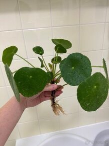 Pilea Peperomioides "sugar"