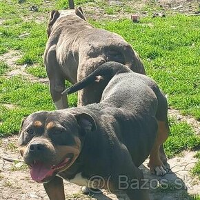 American bully xl