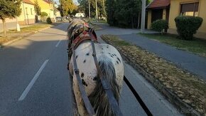 Predám ťažného  Žrebca s PAPIERMI  3,5 roka