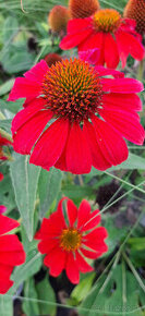 Echinacea-rôzne farby