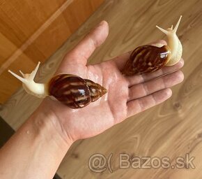 Achatina - Africký slimák (Albino body)