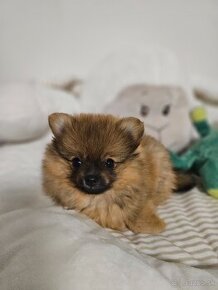 Pomeranian