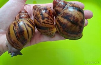 Africký slimák  Archachatina marginata suturalis dark body