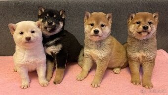 Predám šteniatka Shiba Inu