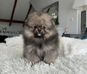 Pomeranian mini