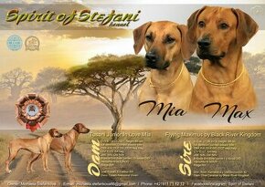 Rhodesian Ridgeback - 1