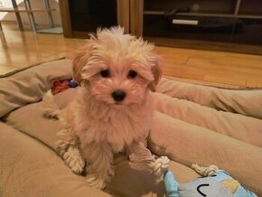 Maltipoo