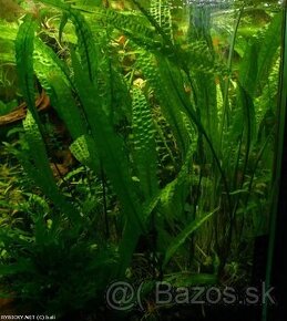 Cryptocoryne aponogetifolia