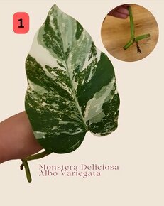 Monstera Deliciosa Albo Variegata