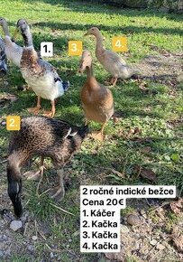 indické bežce - 1