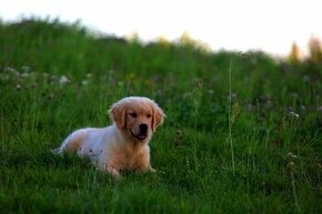 GOLDEN RETRIEVER-zlaty retrivr, zlaty retriever , american