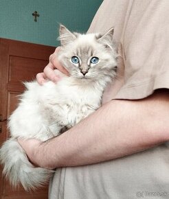 Ragdoll