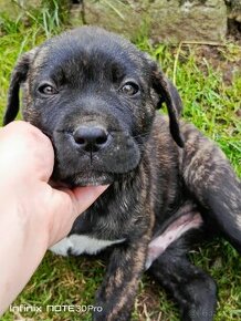 Cane Corso - rezervácia