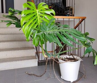 Monstera š. 150 cm