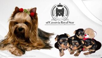 YORKSHIRE TERRIER S PP - 1