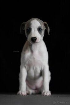 Whippet, Vipet