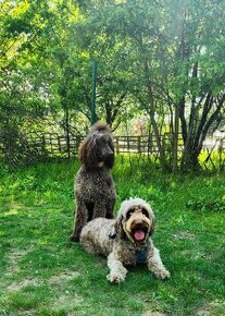 Goldendoodle F1b