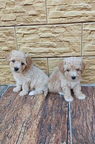 Maltipoo,Maltipo mini