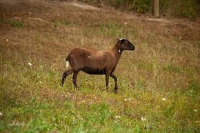 krížená ovca 50% Muflón x 25% kamerúnska ovca x 25% merino