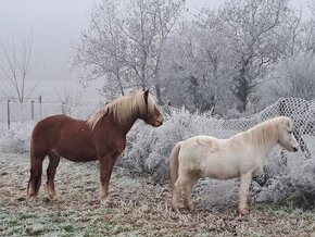 Predam haflinga a ponika