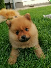 Oranzovy spic-pomeranian - 1