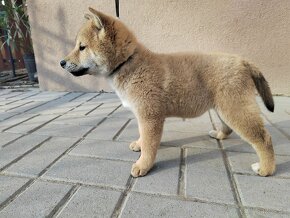 Shiba inu