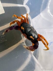 Gecarcinus quadratus