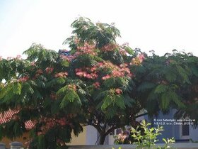 Albizia ružová- semena