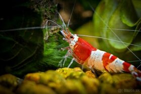 Krevetky Caridina Crystal Red