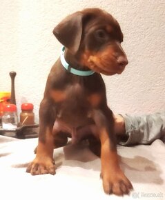 Hnedý doberman - 1