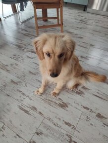 Zlatý Retriever ( kríženec ) - 10 mesačné šteňa.