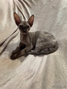 Sphynx