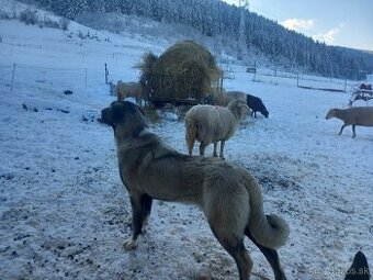 Turecký kangal