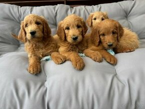 Goldendoodle