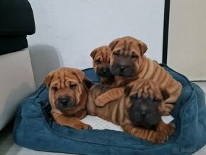 ▶️ SHAR-PEI šteniatko - 1