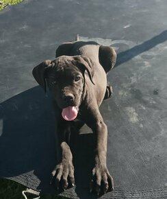 Cane Corso - 1