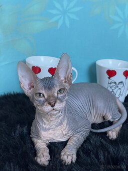 Don Sphynx PP