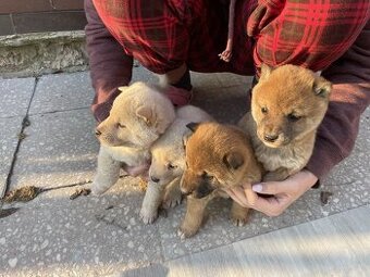 Šteniatka shiba inu