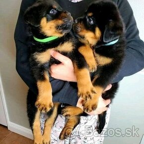 Rotvajler šteniatka-- Rottweiler - 1