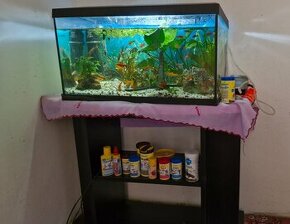 Akvárium, rybičky, stolík, krmivo