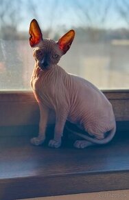 Don Sphynx s PP