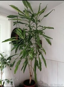 Dracena