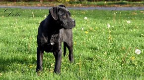 Cane Corso štěňátka s FCI PP