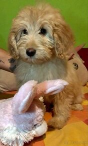 Goldendoodle puppy