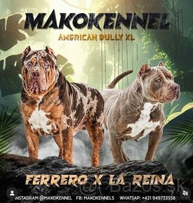 AMERICAN BULLY XL XXL